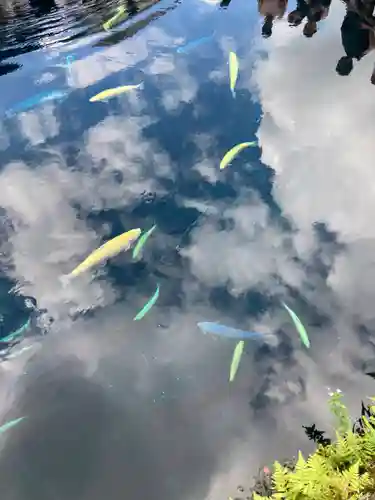 淺間神社（忍野八海）の自然