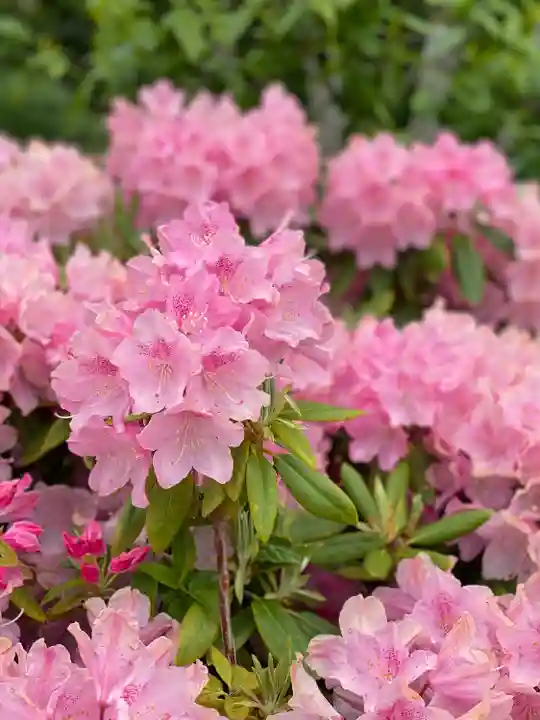 勝尾寺(大阪府)