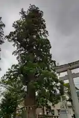 飛騨一宮水無神社(岐阜県)