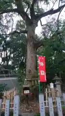 富部神社の自然