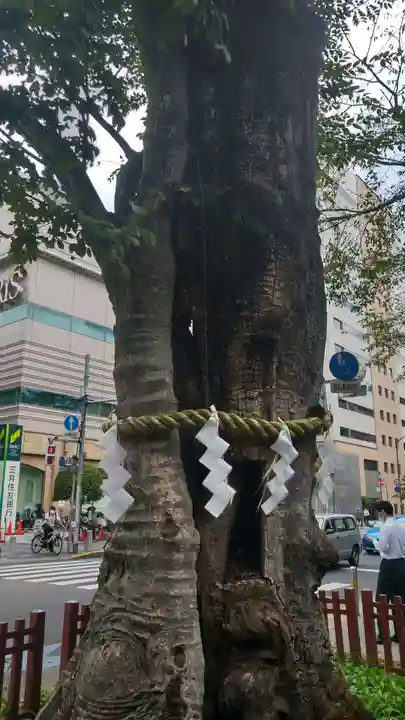 大國魂神社の自然