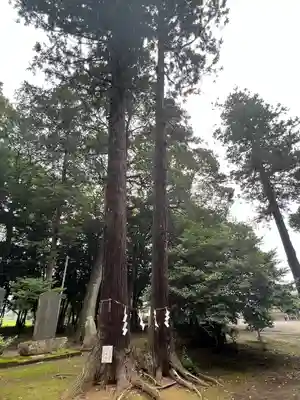 東蕗田天満社(茨城県)