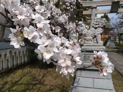 櫻谷神社(福井県)