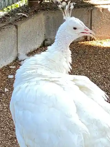 進雄神社(群馬県)