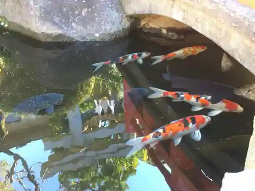 菅原神社の動物
