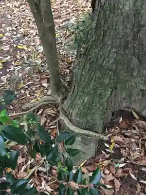 神戸神舘神明社の自然