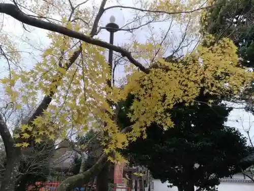 今熊野観音寺の自然