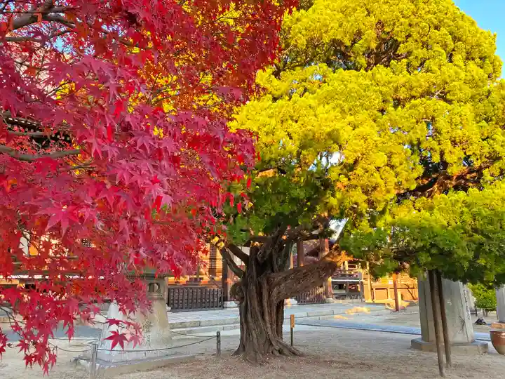 妙顯寺(妙顕寺)の自然