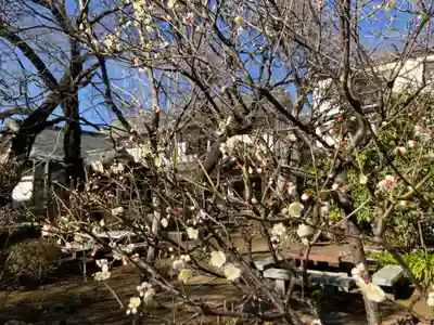 観蔵院 曼荼羅寺(東京都)