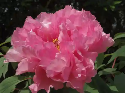 鶴岡八幡宮の自然