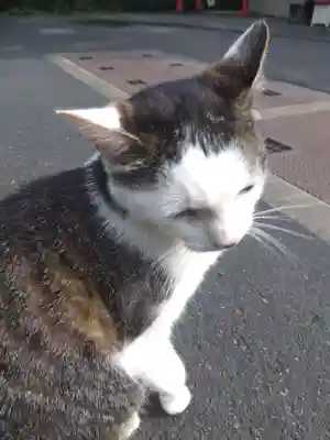 御誕生寺（猫寺）(福井県)