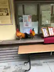 谷保天満宮の動物