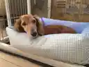 ちゃんかわさんのプロフィール画像