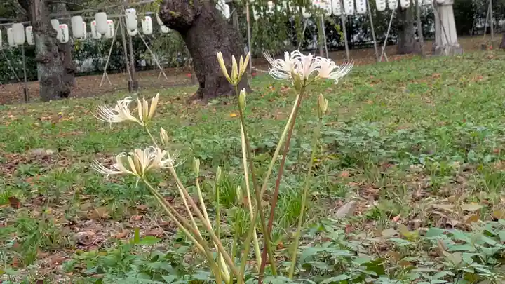 平野神社(京都府)
