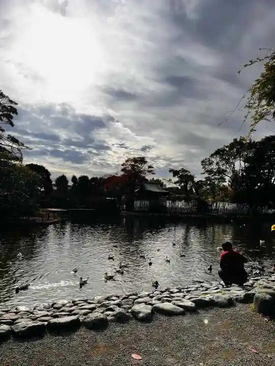鶴岡八幡宮の動物