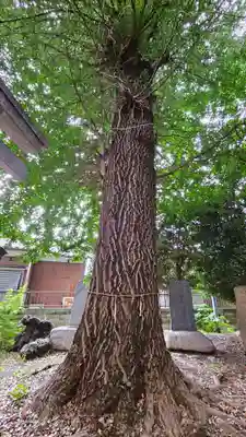 諏訪大神社 の自然
