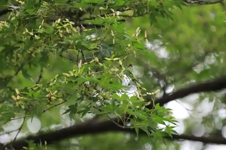 神炊館神社 ⁂奥州須賀川総鎮守⁂の自然