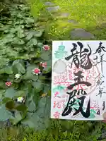 期間限定の睡蓮の御朱印　花/葉っぱ、そしてよく見るとカエルが佇んでいます