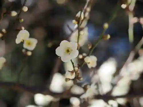 乃木神社(東京都)