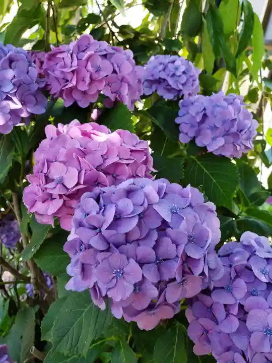 妙法寺(東京都)
