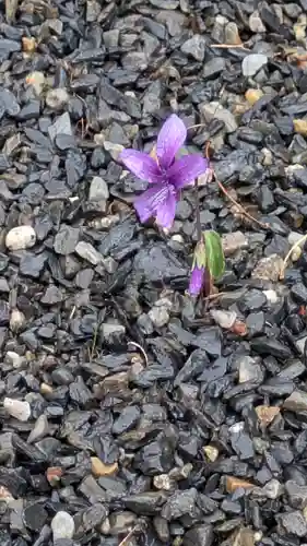 佐久奈度神社(滋賀県)