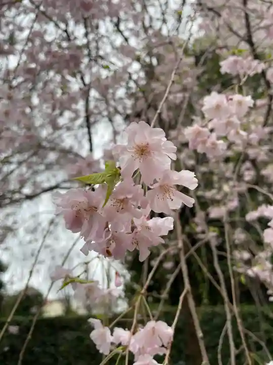 吉祥寺(東京都)