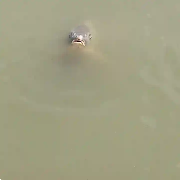 長岡天満宮の動物