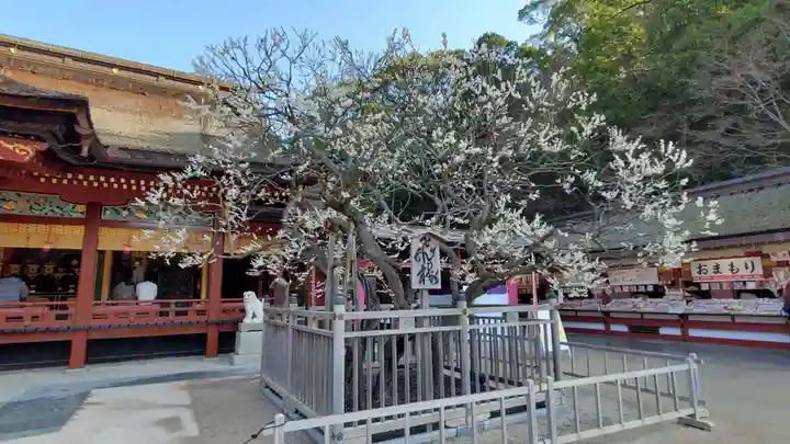 太宰府天満宮の自然