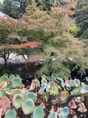 知恩院(京都府)