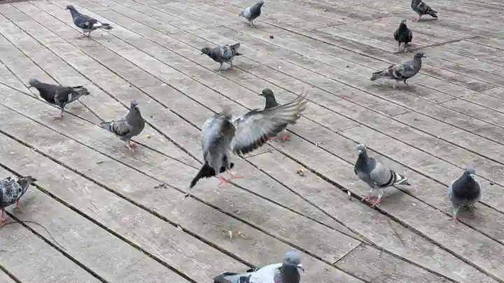 上川神社頓宮の動物