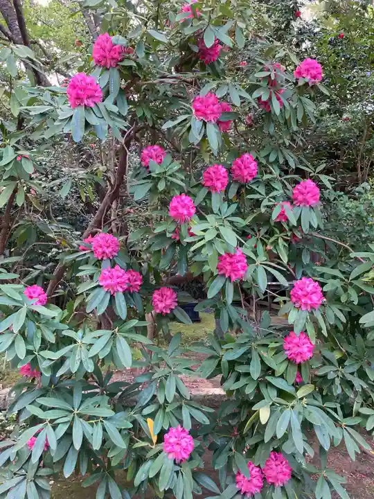 安國論寺(安国論寺)の自然