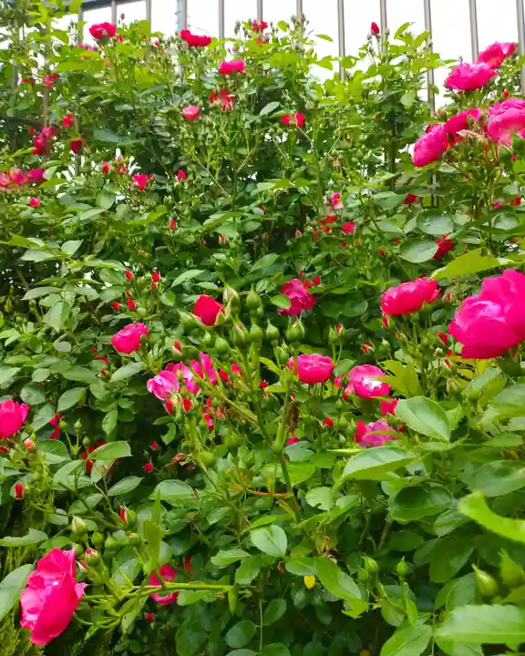 寿量山 速成寺の庭園