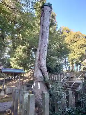 伊古乃速御玉比売神社の自然