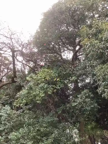 七所神社の自然