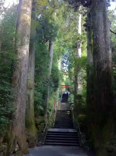 箱根神社の自然