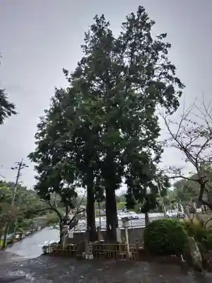 武雄神社の自然