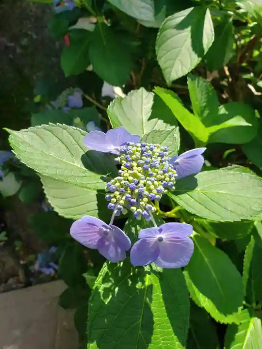 麻布氷川神社(東京都)
