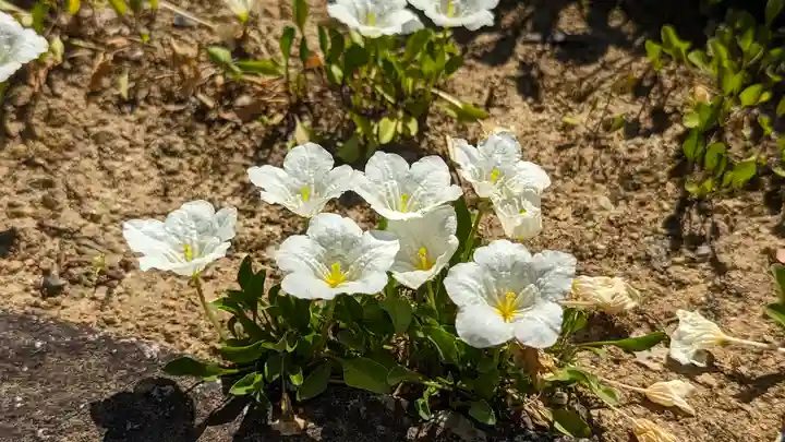 東林院(京都府)