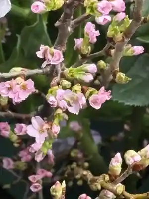 上尾御嶽神社の手水舎