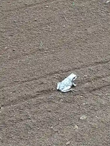 伏木香取神社の動物