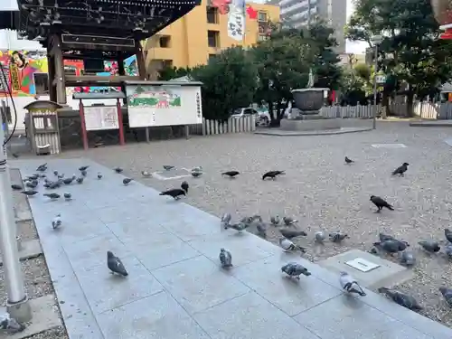大須観音 （北野山真福寺宝生院）の動物