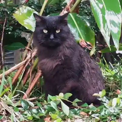 世持神社の動物