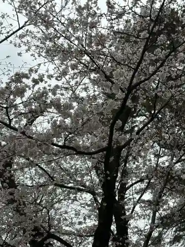 武蔵一宮氷川神社の{uncategorized: "未分類", other: "その他", undefined: "問題あり", building: "その他建物", grave: "お墓", sacred_gate: "鳥居", guardian: "狛犬", statue: "像", buddha: "仏像", history: "歴史", nature: "自然", garden: "庭園", animal: "動物", pagoda: "塔", temizu: "手水舎", mountain_gate: "山門・神門", sanctuary: "本殿・本堂", subordinate: "末社・摂社", art: "芸術", scenery: "景色", jizo: "地蔵", ema: "絵馬", goshuin: "御朱印", omikuji: "おみくじ", items: "授与品その他", amulet: "お守り", goshuincho: "御朱印帳", eats: "食事", festival: "お祭り", votive_dance: "神楽", shichigosan: "七五三参", wedding: "結婚式", experience: "体験その他", initially: "初詣", around: "周辺", anti_infection: "感染症対策"}