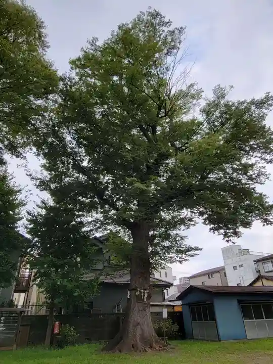 上戸田氷川神社の自然