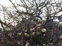 北野天満宮の自然