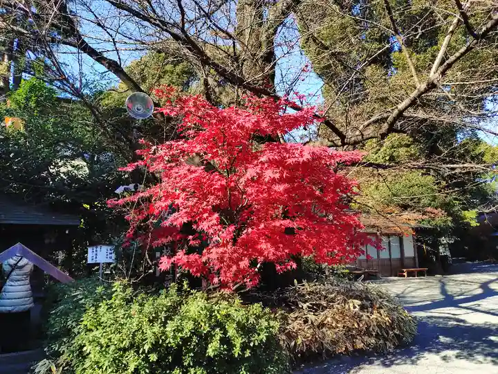 阿佐ヶ谷神明宮(東京都)