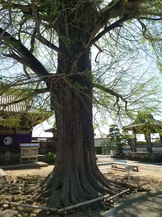 地蔵寺(徳島県)
