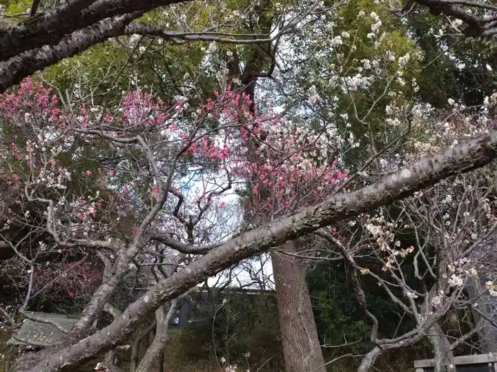 谷保天満宮(東京都)