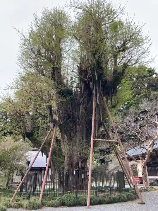 村山浅間神社の{uncategorized: "未分類", other: "その他", undefined: "問題あり", building: "その他建物", grave: "お墓", sacred_gate: "鳥居", guardian: "狛犬", statue: "像", buddha: "仏像", history: "歴史", nature: "自然", garden: "庭園", animal: "動物", pagoda: "塔", temizu: "手水舎", mountain_gate: "山門・神門", sanctuary: "本殿・本堂", subordinate: "末社・摂社", art: "芸術", scenery: "景色", jizo: "地蔵", ema: "絵馬", goshuin: "御朱印", omikuji: "おみくじ", items: "授与品その他", amulet: "お守り", goshuincho: "御朱印帳", eats: "食事", festival: "お祭り", votive_dance: "神楽", shichigosan: "七五三参", wedding: "結婚式", experience: "体験その他", initially: "初詣", around: "周辺", anti_infection: "感染症対策"}