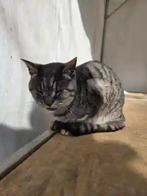 梅宮大社(京都府)